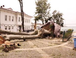 Monumental plane tree in Istanbul brought back to life