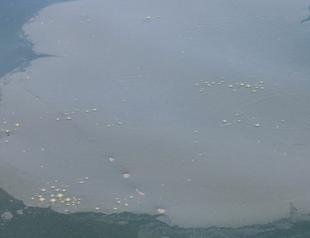 Sea saliva begins to threaten Black Sea coasts