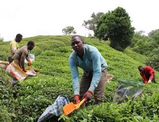African workers lend a hand in Rize’s tea gardens