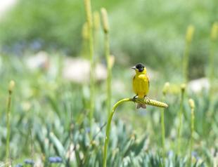 Turkey’s most biodiverse national park attracts shutterbugs