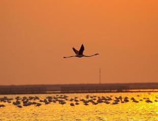 Flamingos captivate as they return to breeding island in western Turkey