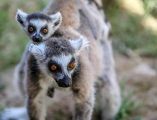 Antalya zoo home to newborn species