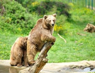 Shelter feeds over 70 bears with special program