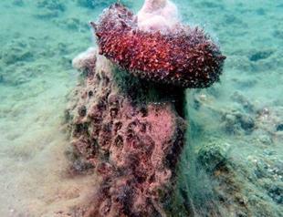 Three spots on Marmara’s seabed fully covered with mucilage: Expert