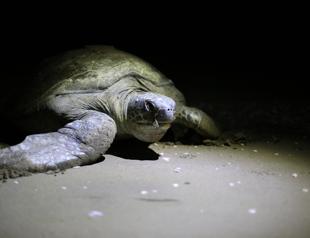 Green sea turtles start laying eggs in southern Turkey