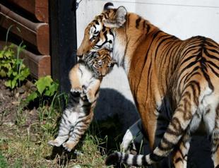 Sumatran tiger cub learns to hunt from mother at Poland zoo