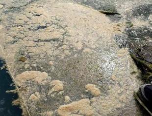 Mucilage starts to spread into Black Sea
