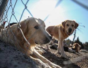 Turkey’s long-awaited animal rights legislation underway