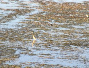 Lake Beyşehir hosts bird watchers, photographers
