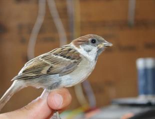 Some 5,000 birds ringed on their migration route