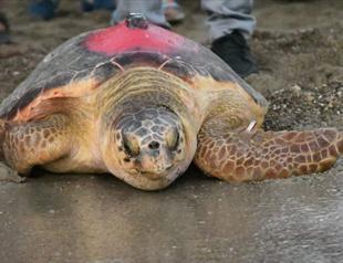 Satellite-tracked turtle ends up in Tunisia after 300-day journey