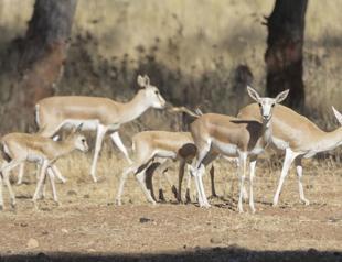 Gazelle population growing in Turkey’s south after protection efforts