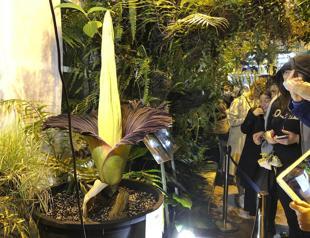 Endangered corpse flower blooms in Warsaw