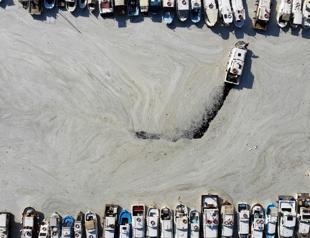 Researchers ramp up efforts to determine how to clean up mucilage