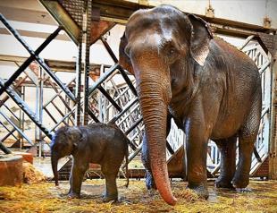 Turkey’s zoo delighted at Asian elephant’s birth