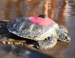 Green turtle tracked with device