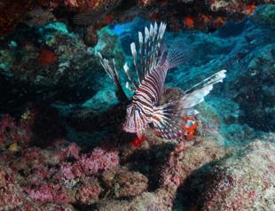 Warming of Mediterranean Sea makes basin ‘safe heaven’ for invaders: Report