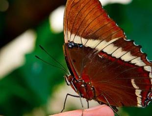 Colombia has the world’s largest variety of butterfly species