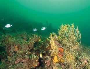 Sea snot disappearing in Gulf of Saros