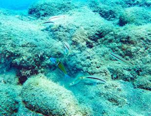 Eastern Mediterranean attracts diving enthusiasts