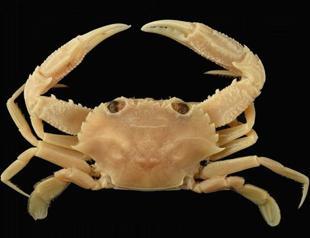 Expert warns over new invasive species in Mediterranean Sea