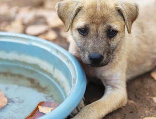 NGO demands to expand scope of new animal rights law