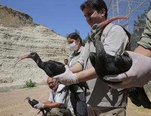 Endangered bald ibis birds released into wild