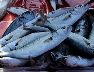 Fish of Marmara Sea can be consumed despite mucilage: Minister
