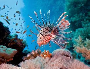 Study suggests eating invasive species to protect marine ecosystem