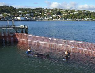 Race to find beached baby orca’s mother