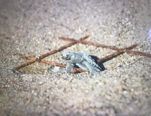 Endangered baby sea turtles hatch in İztuzu
