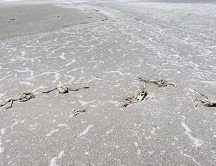 Investigation launched into mass flamingo deaths in drying lake
