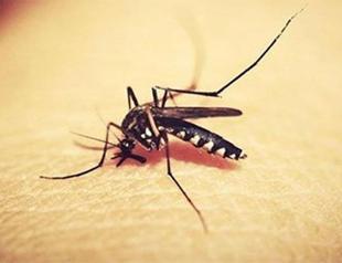 Expert fuels concerns over mosquito threat in Istanbul