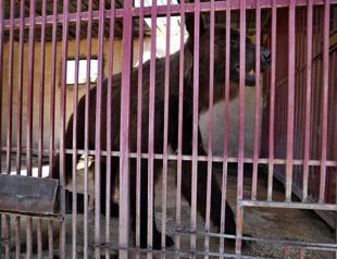 Two rescued bears head for US from crisis-hit Lebanon