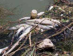 Severe drought culprit of fish deaths in Turkey’s longest river