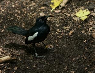 Seychelles sells digital endangered bird
