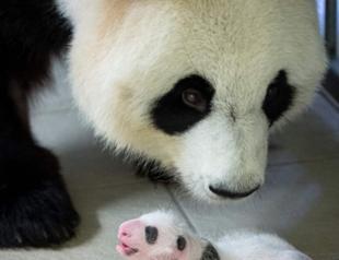Panda loaned to France by China is pregnant