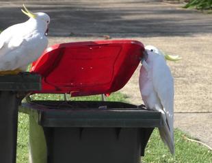 Crafty cockatoos master dumpster diving and teach each other