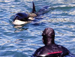 Baby orca dies in New Zealand after fruitless search for mother
