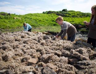 Iceland, home to world’s most expensive feather treasure