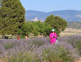 Village to be converted into ‘valley of lavenders’