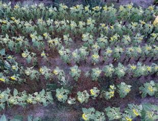 Karabük starts agro-tourism with sunflower fields