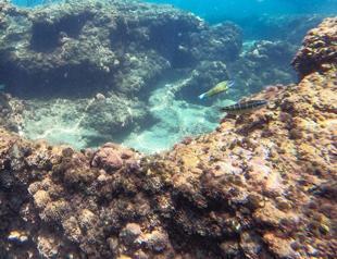 Fault line becomes home for sea creatures