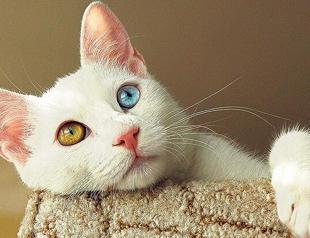 Kangals, Van cats to be allowed to take out of country