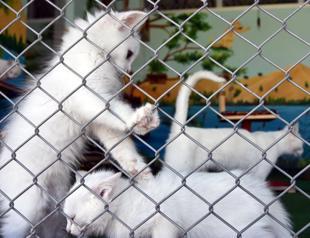 Some 30,000 people visit ‘Van Cat Villa’