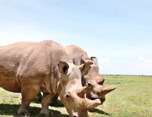 Scientists create embryos to save northern white rhino