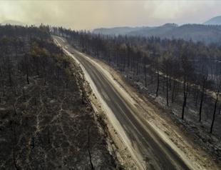 Business world starts sapling mobilization