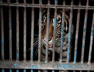 2 rare Sumatran tigers recovering after catching COVID-19
