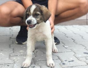 Puppy rescued from forest fire becomes disaster teams mascot