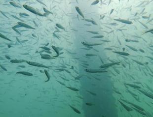 Experts concerned about consuming fish from Marmara Sea